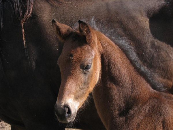 Miscommunicate 2008 Foal